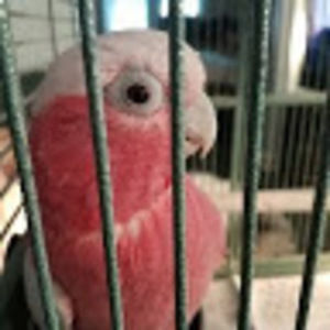 Meet your Posher, Tm